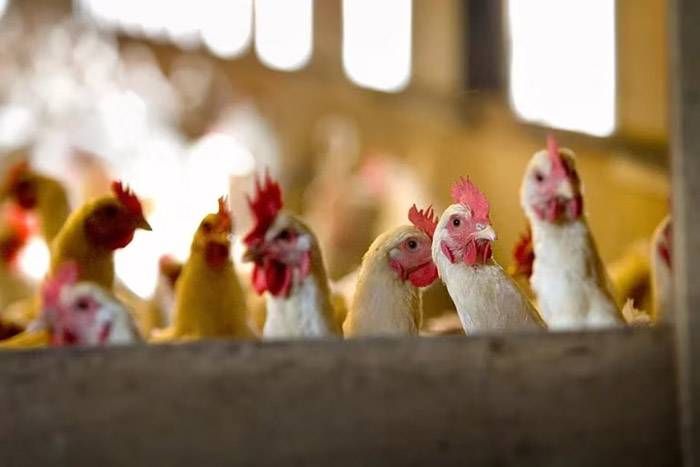 Detectan más casos de gripe aviar en Córdoba, Salta y Santa Fe