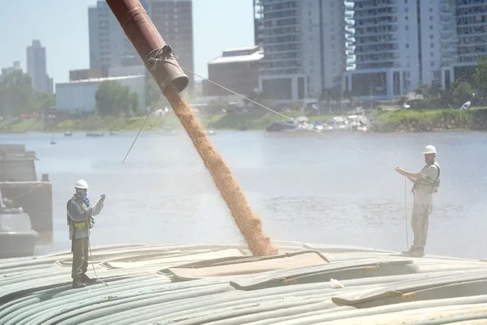 Campo: consecha record de trigo