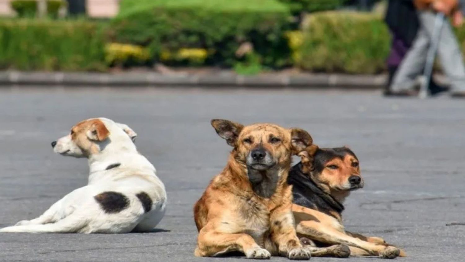 La causa de una enfermedad respiratoria infecciosa canina es un misterio.