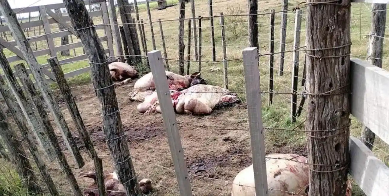 La reacción del sector se produjo tras la faena de 4 bovinos en un establecimiento de Bella Italia.