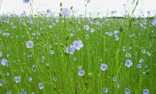 Avanza la siembra de lino en Entre Ríos