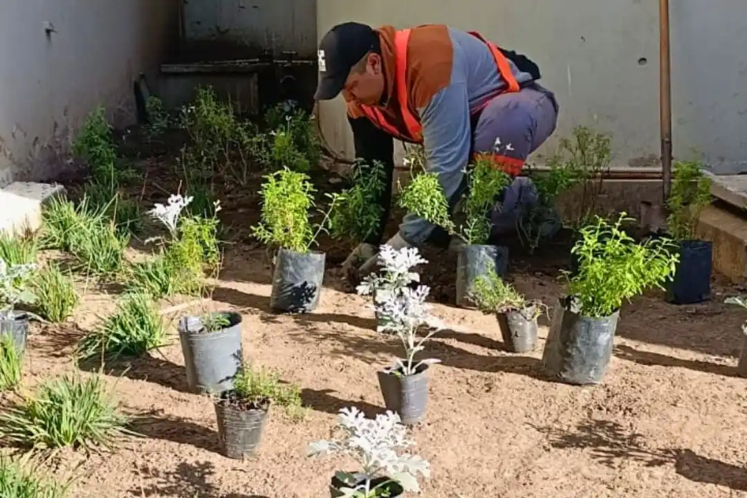 La Municipalidad de Rafaela incorporó plantas aromáticas y florales para realzar el frente del edificio.