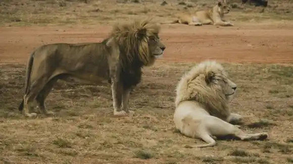 Un niño de siete años sobrevivió durante cinco días entre leones