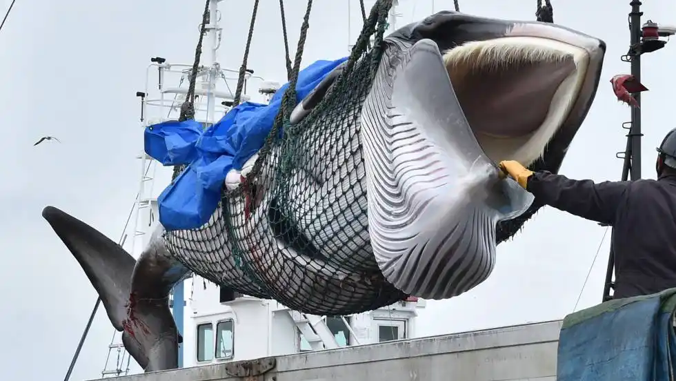 Japón vuelve a comerciar ballenas después de 30 años de moratoria