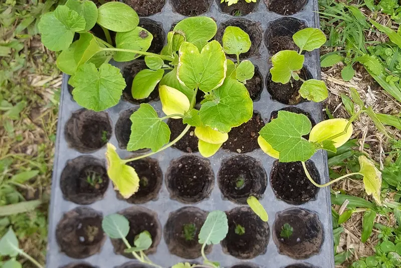 Plantines de flores y hortalizas en casa