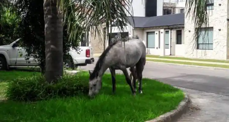 Los animales no tienen la culpa