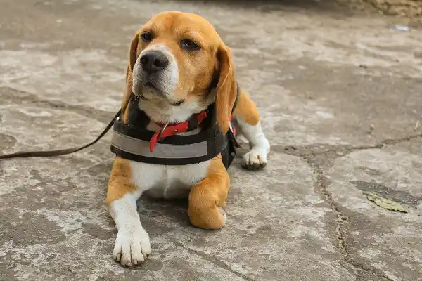 Nueva jornada de vacunación antirrábica y desparasitación