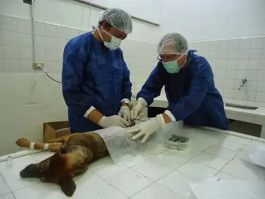 Resaltan la importancia de la vacunación y castración animal