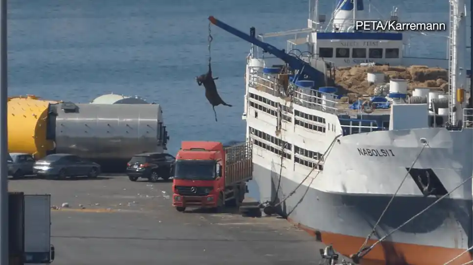 manifestacion animales barcio decreto 133 2025 - 1