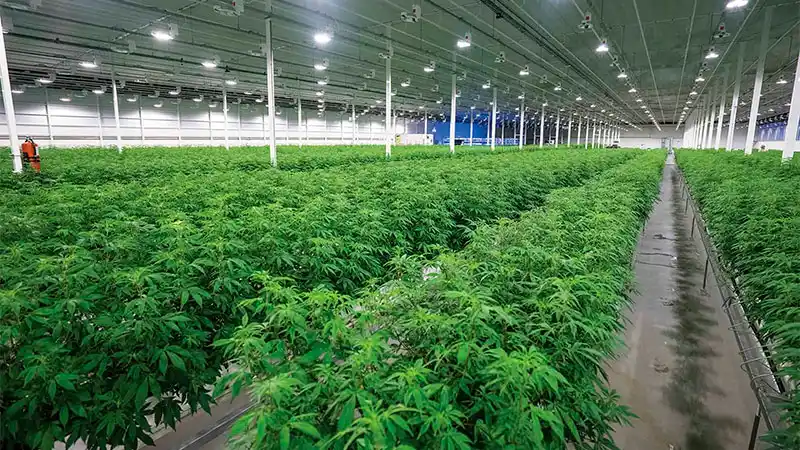 Analizan incluir la marihuana en alimentos y en el Código Alimentario Argentino