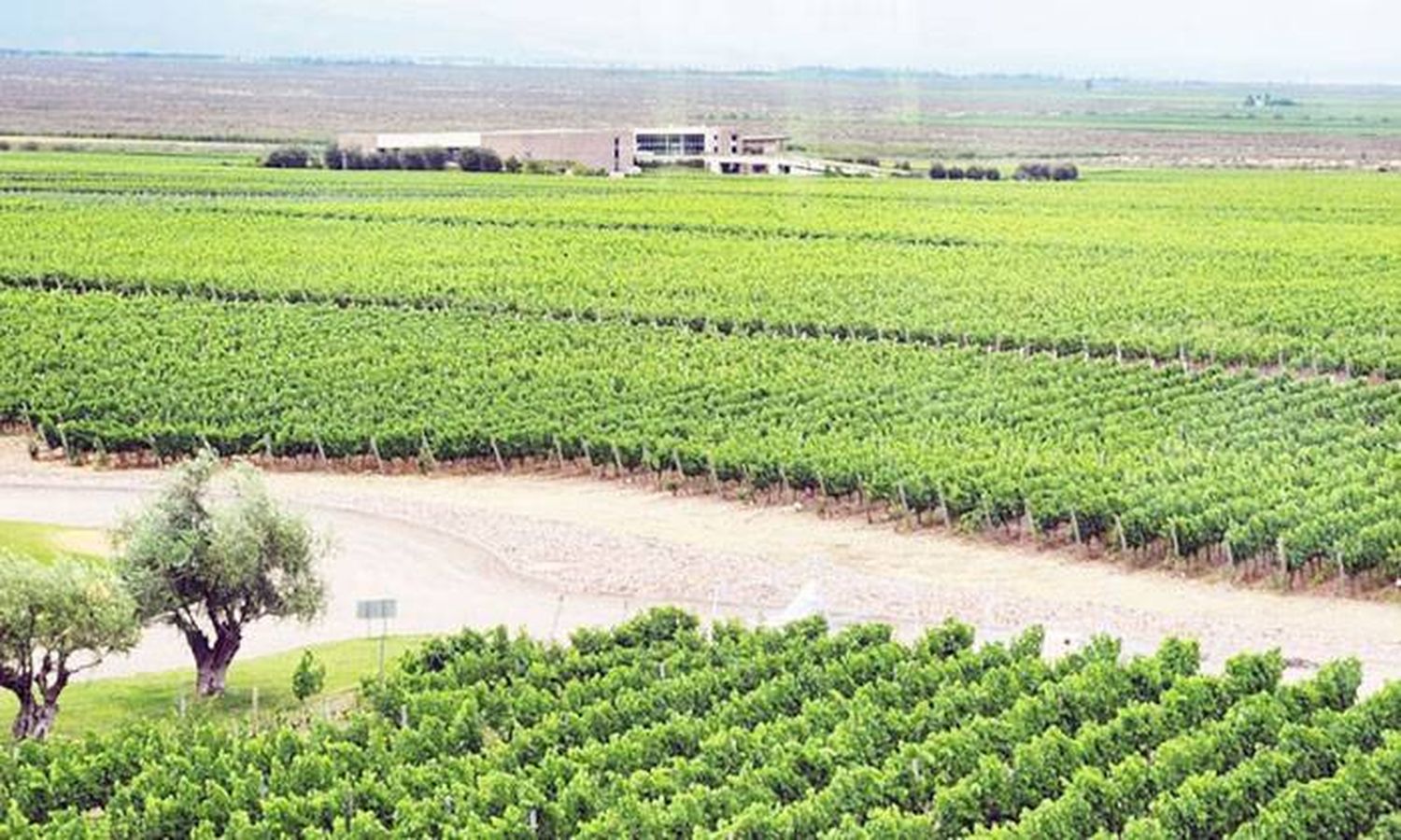 Turistas eligen bodeguear, tomar vino y  pasear en bus con chofer asignado