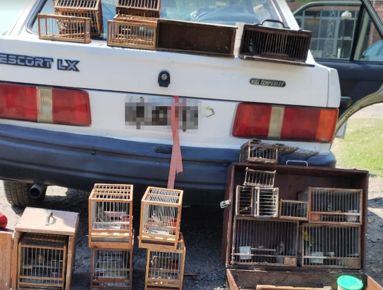 Zárate: Conductor circulaba en el auto con 14 jilgueros, una especie protegida