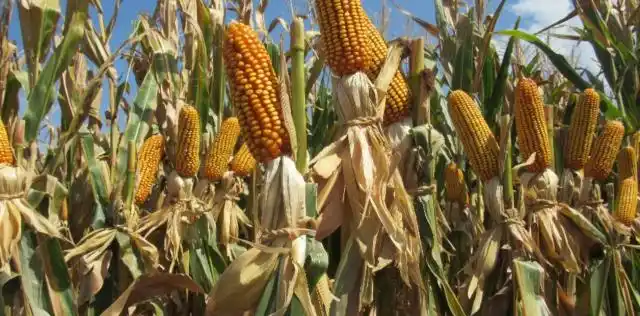 La cadena del maíz se prepara para una cosecha histórica
