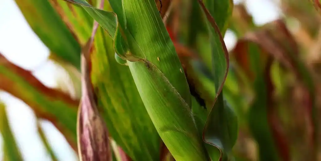 Con lluvias oportunas, el maíz asegura pisos de rinde y eleva expectativas