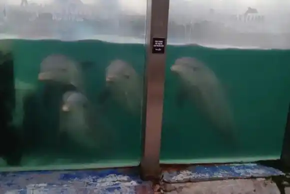 Estado de los animales del ex Aquarium: “Aparentemente la salud es correcta, están vitales”