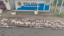 Incautaron media tonelada de sábalo en el sur entrerriano