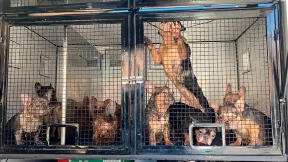 Rescatan a más de 50 perros de un criadero donde casi no les alimentaban