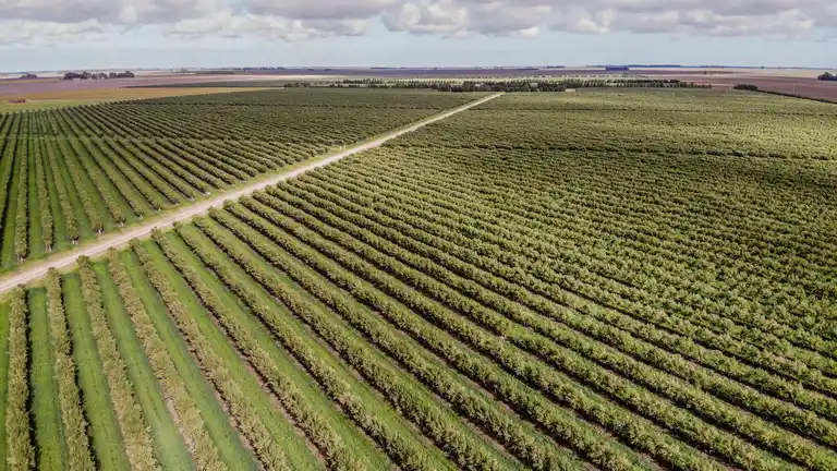 De campo abandonado a f&aacute;brica de aceite de oliva