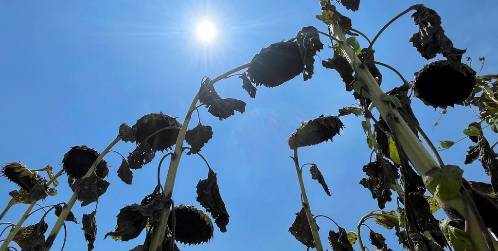 El avance de cosecha se concentró en los departamentos del norte santafesino.