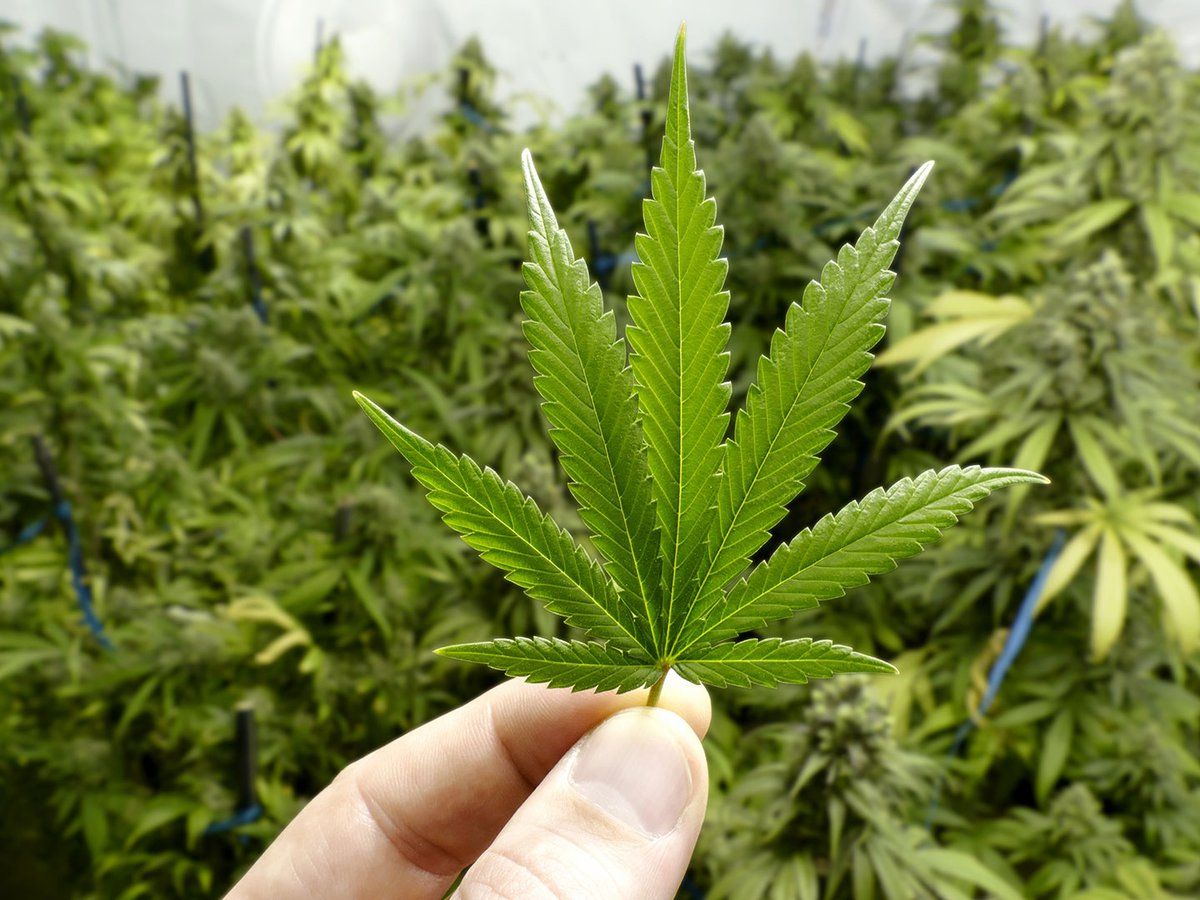 Chubut desarrollará semillas de cepas locales de cannabis medicinal
