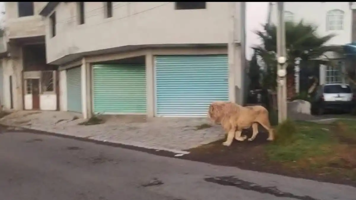 Un león se escapó de la jaula de una casa y causó pánico entre los vecinos (VIDEO)