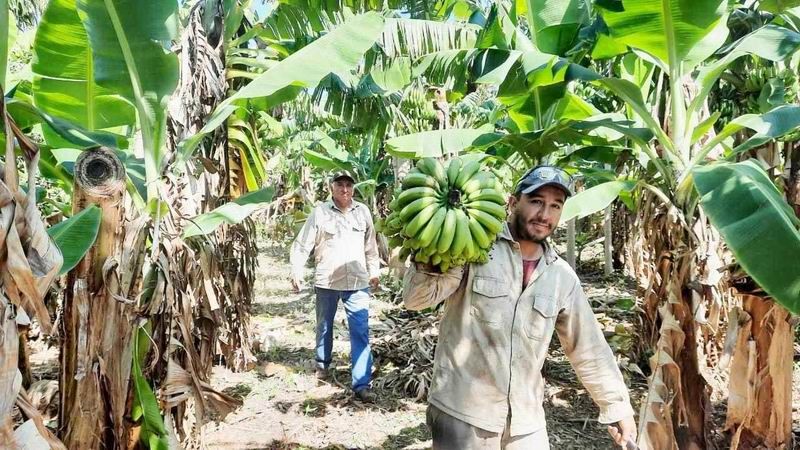 La liberación de las importaciones de alimentos sería “la 
condena a la producción bananera de Laguna Naineck”