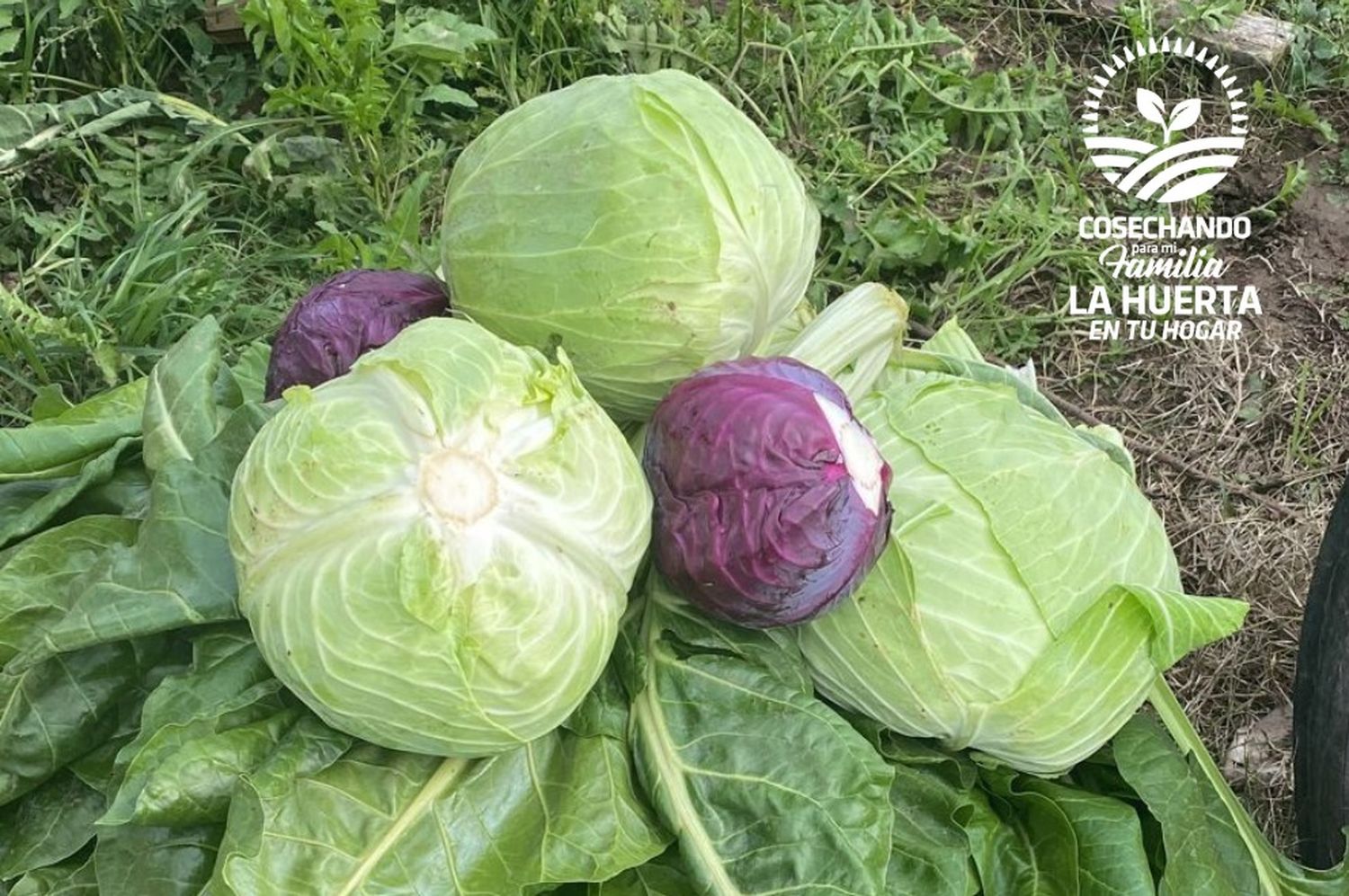 Huerta en tu Hogar