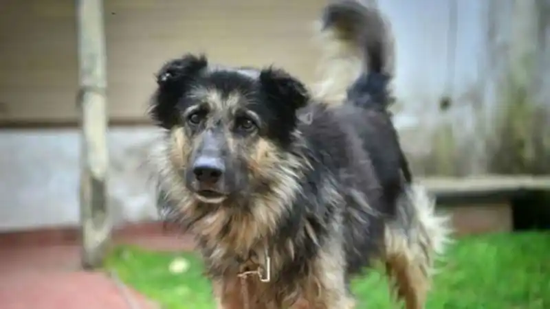 Perro justiciero: frustró dos asaltos en 3 meses