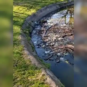 Basura, peces muertos y agua estancada en el Parque Garay