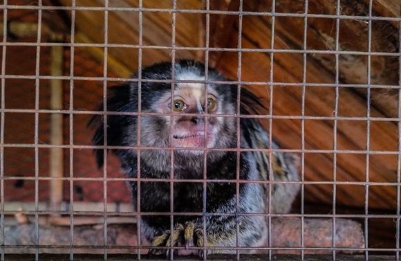 Rescataron en Carlos Keen nueve animales silvestres que se encontraban en cautiverio