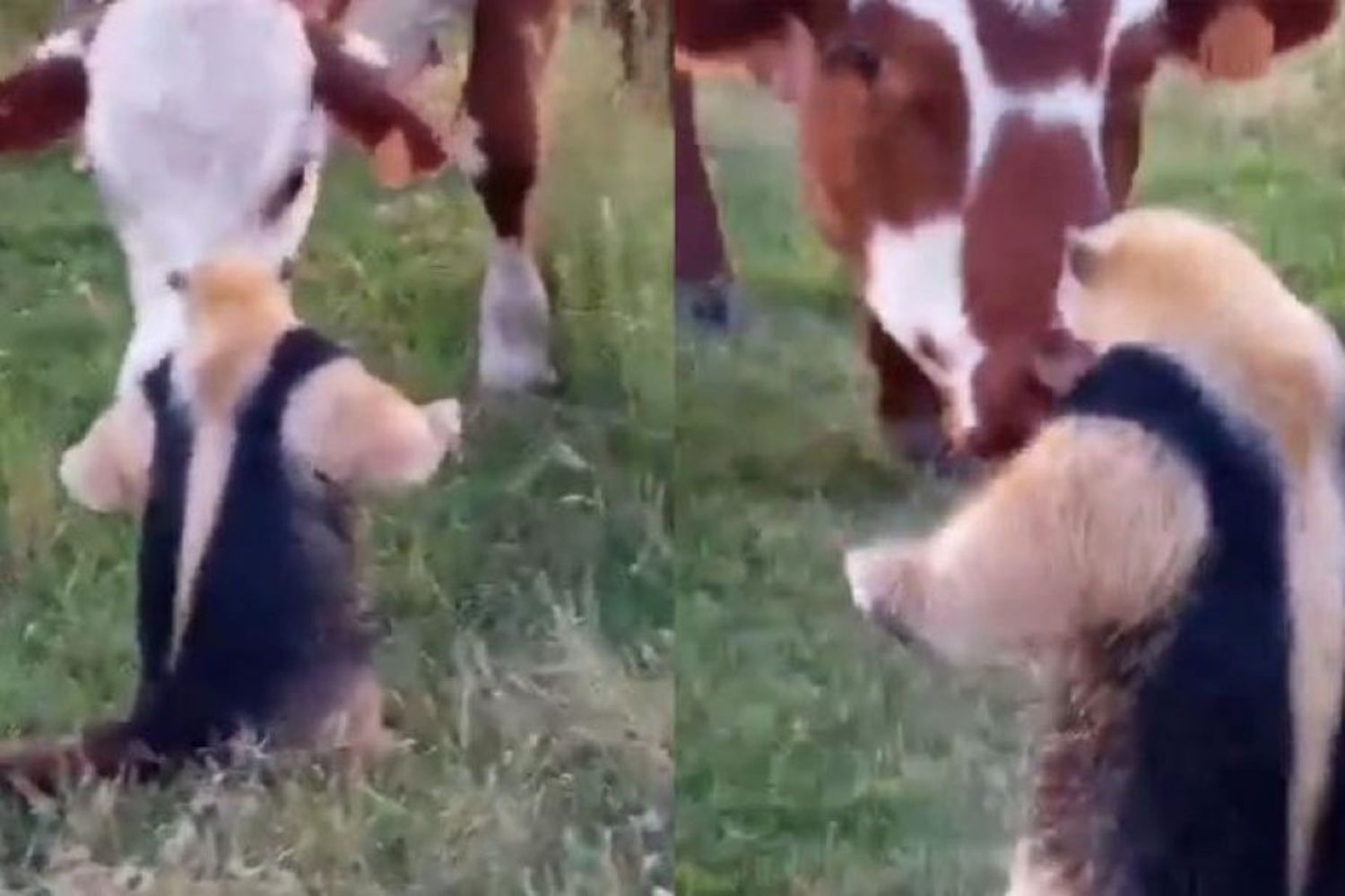 Un oso melero enfrentó a un grupo de vacas y convirtió un meme en realidad