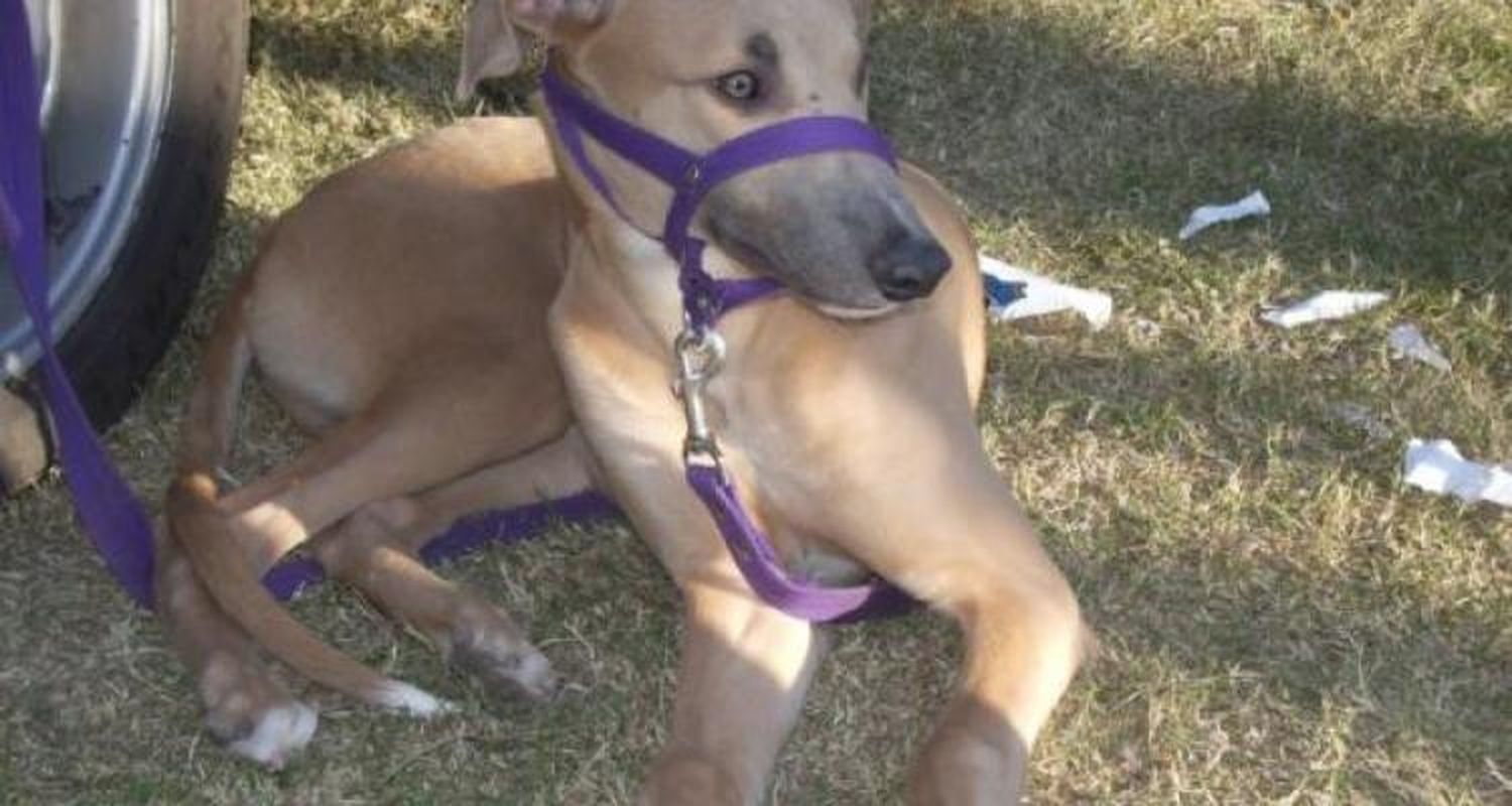 Amores galgos