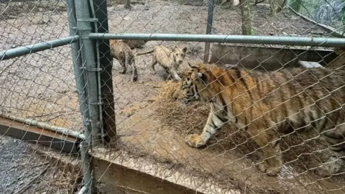México: rescataron siete tigres durante un operativo contra una célula narco