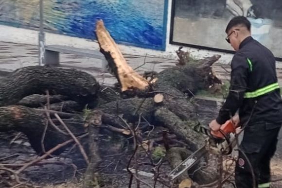 Ráfagas de 77 kilómetros por hora y árboles caídos: las consecuencias de la tormenta en Rosario