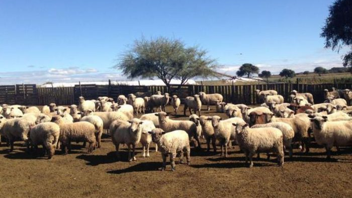 Rogelio Frigerio anunció créditos para productores ovinos, caprinos y para quien quiera ingresar a la actividad