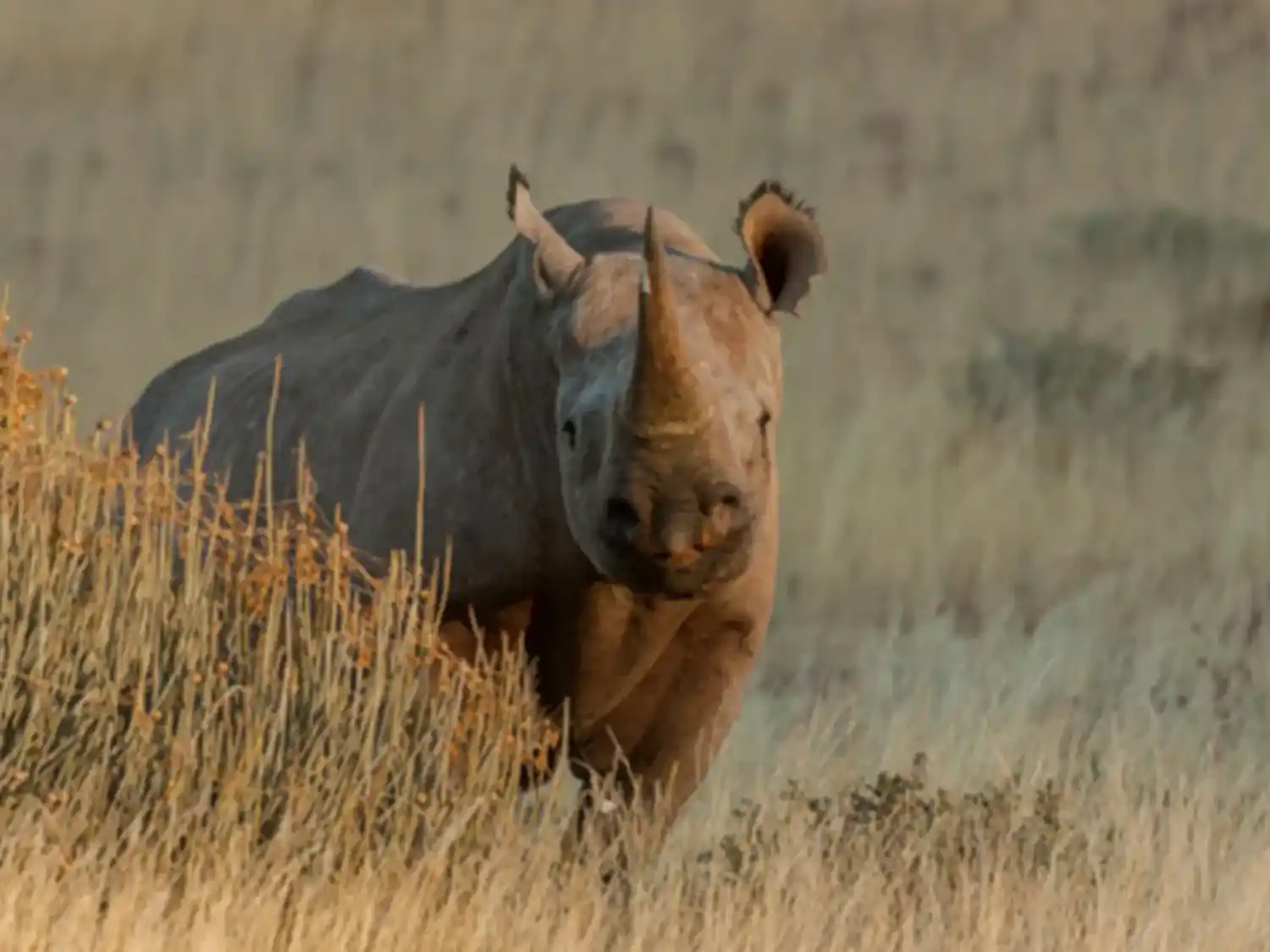 La caza furtiva de rinocerontes africanos cae a su nivel más bajo en una década, pero persisten las amenazas