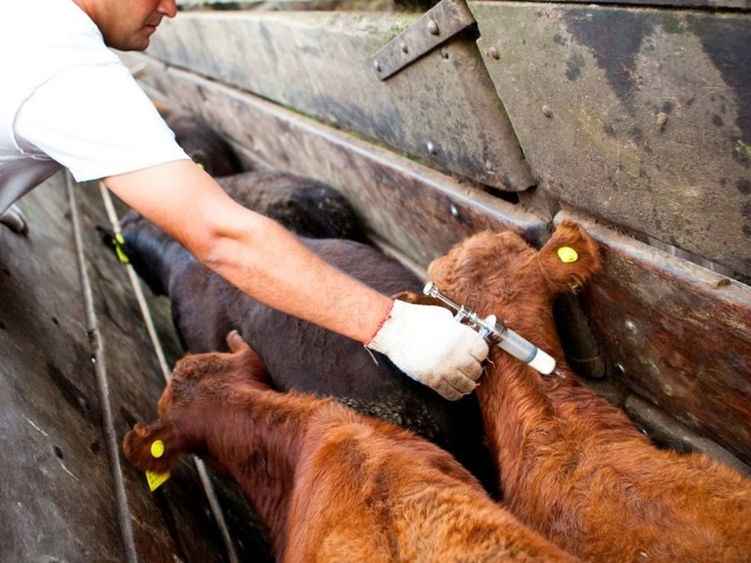 La Argentina refuerza controles ante el foco de fiebre aftosa en Alemania