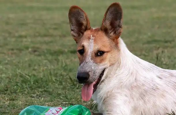 Descontarán impuestos a quienes adopten perros callejeros