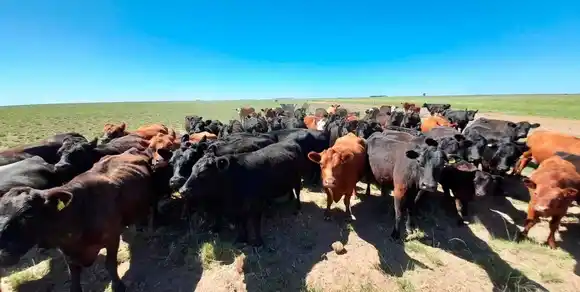 EE.UU. analiza ampliar la cuota de carne argentina para bajar sus precios internos