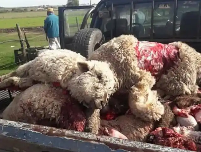 Perros atacaron una majada y mataron cerca de 30 ovejas