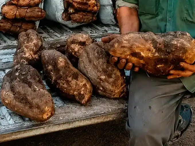 Un productor de Paraná cosechó batatas gigantes de más de cinco kilos