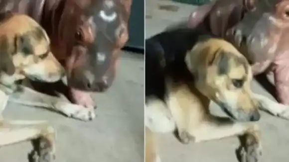 Se hace viral pequeño hipopótamo que estaría siendo domesticado (Video)