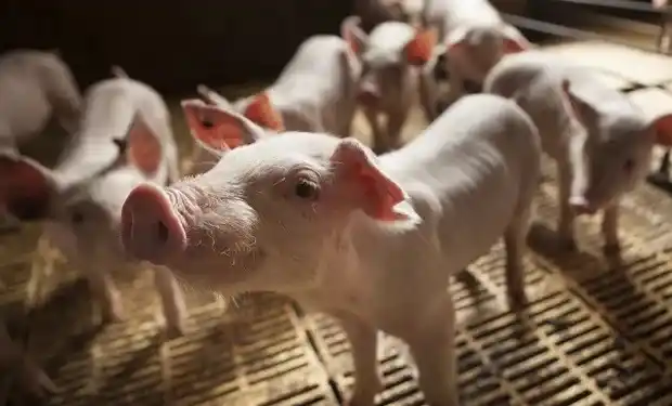 Declaran la alerta sanitaria por el avance de la Peste Porcina Africana