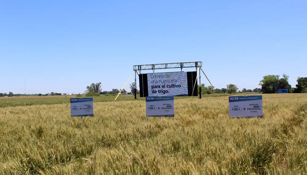 Argentina aprobó el primer cultivo de trigo transgénico