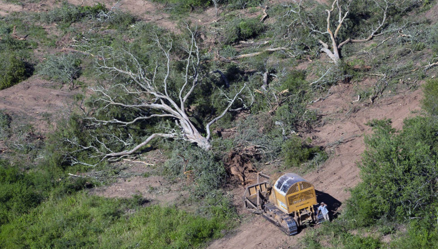 Día Nacional del Árbol: En 2023 se deforestó un 25% más que en 2022