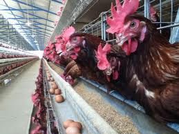 General Villegas: El INTA organiza capacitación sobre aves