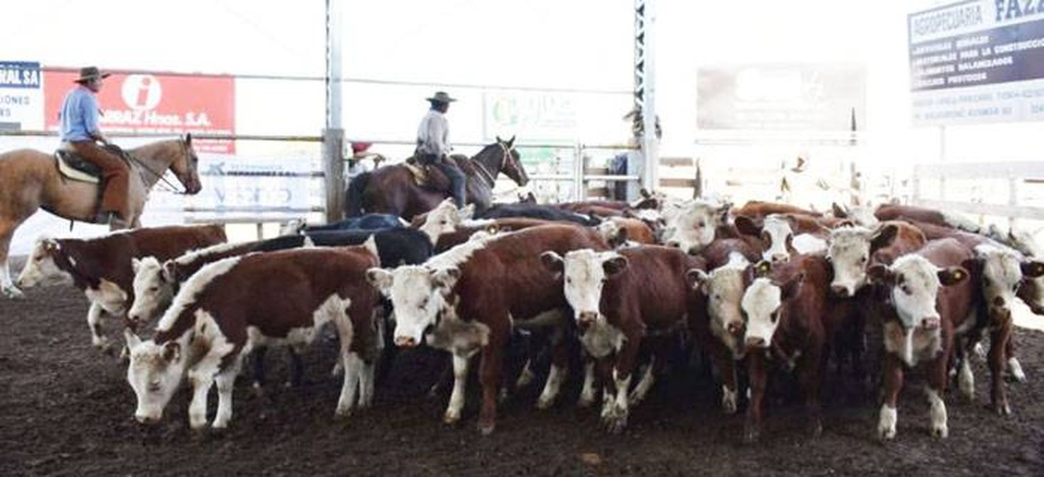 En la Sociedad Rural de Federal más de 2000 cabezas pasaron por la pista central