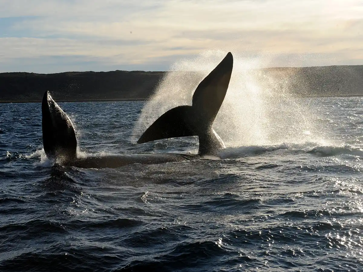 Península Valdés es finalista entre 28 sitios para ser una de las 7 maravillas de Argentina