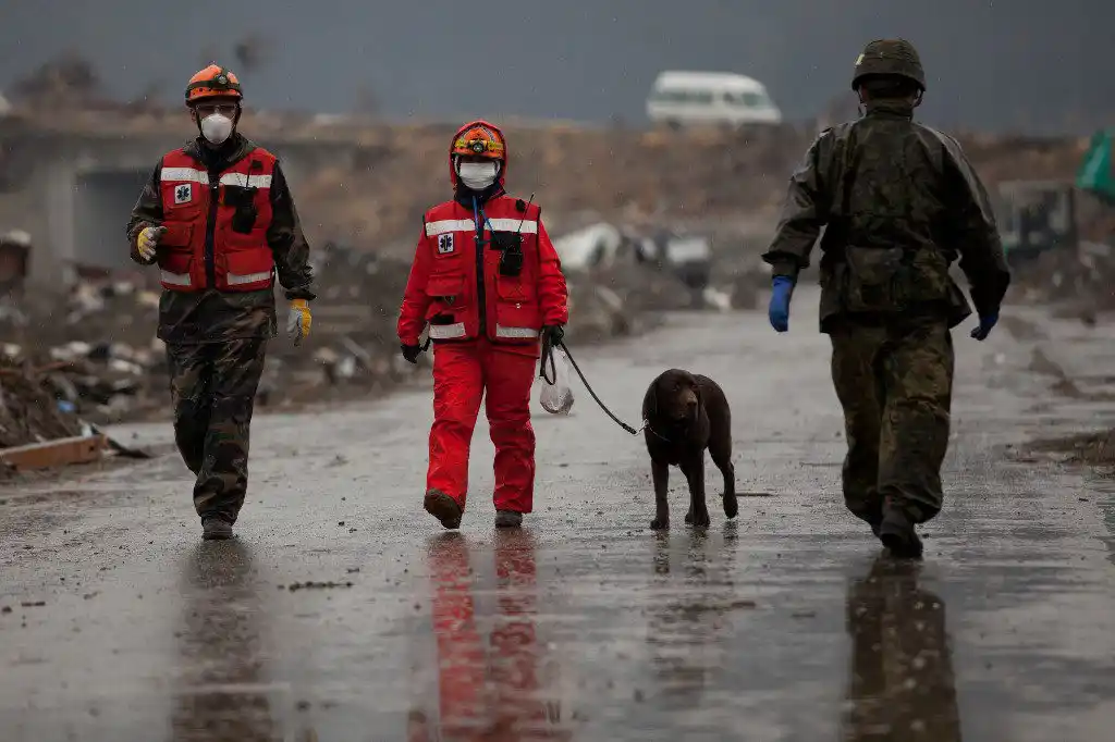 ¡VAN 84 MUERTOS Y 79 DESAPARECIDOS! Una perra RESCATA a anciana entre los escombros tras terremoto en Japón