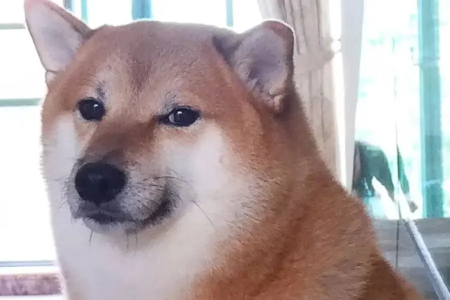 Murió Cheems, el perro más viral de Internet y famoso por sus memes